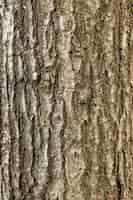 Free photo top view of tree bark