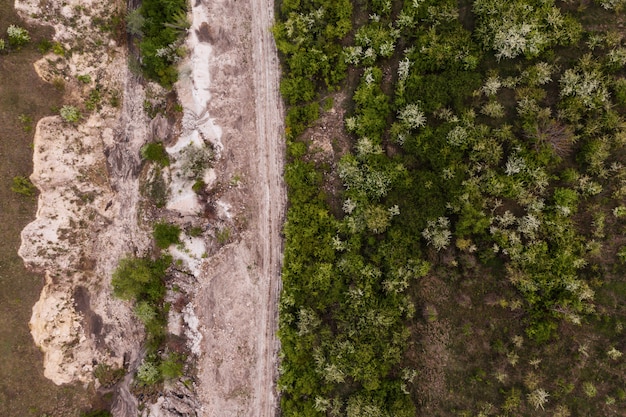 Top view of trees and rock texture