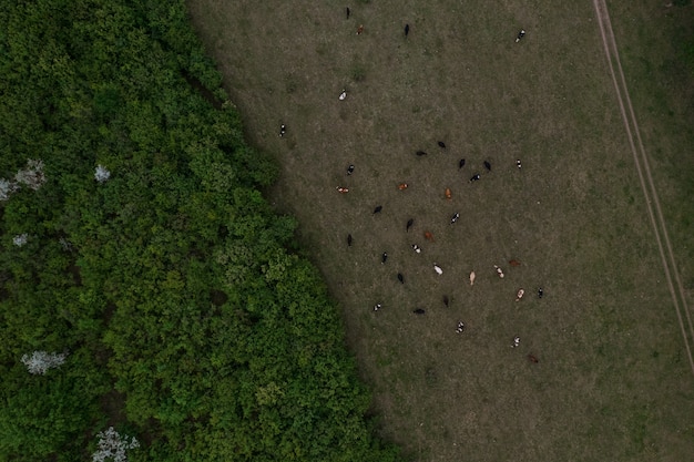 Top view of trees texture, land and cows