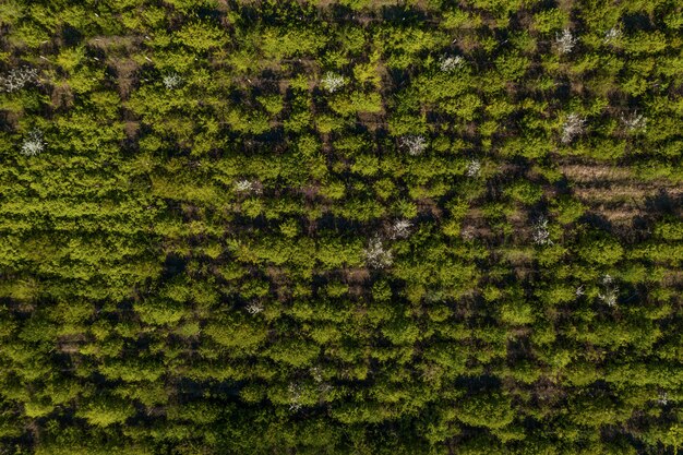 Top view of trees texture