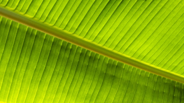 Вид сверху тропических листьев растений