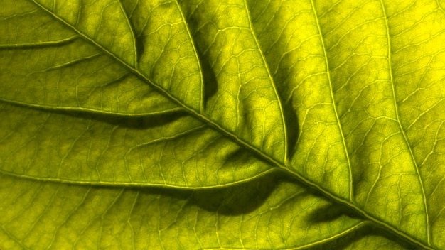 熱帯の葉の上面図