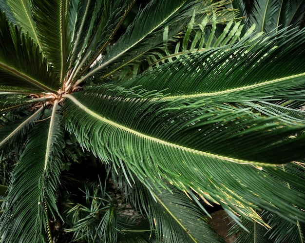 Top view tropical leaves background