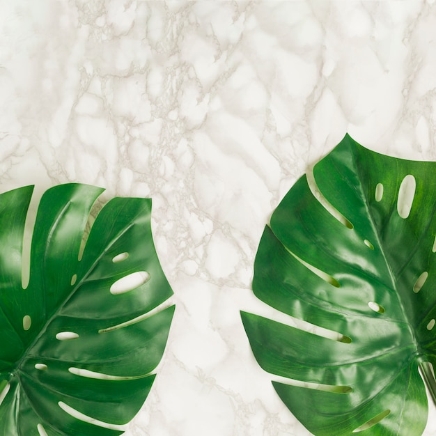 Top view tropical leaves on marble