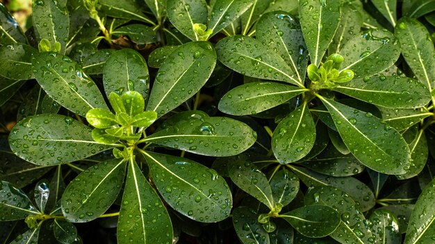 Top view of tropical leaves