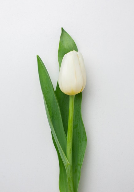 Top view tulips flower