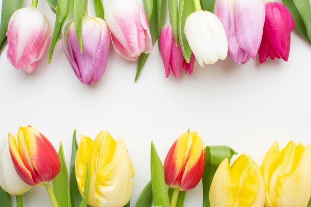 Top view tulips flowers