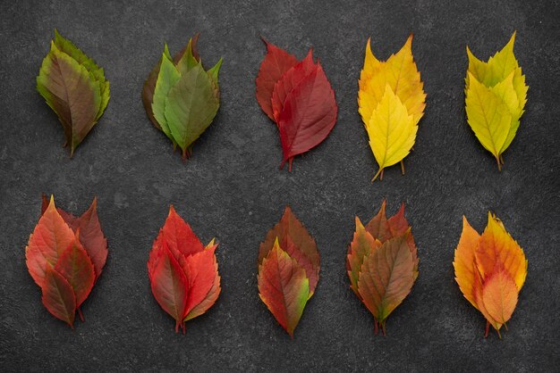 Top view of variety of fall leaves