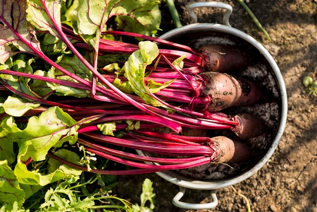 Top view vegetables in pot