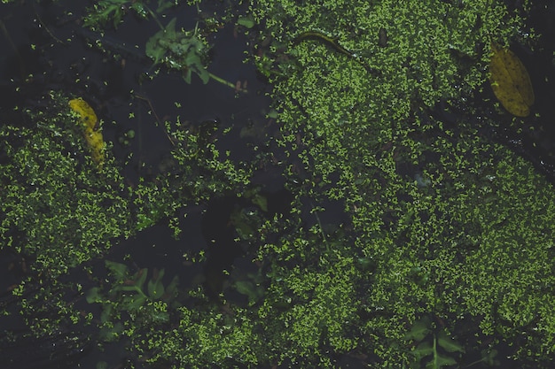 Top view of water plants