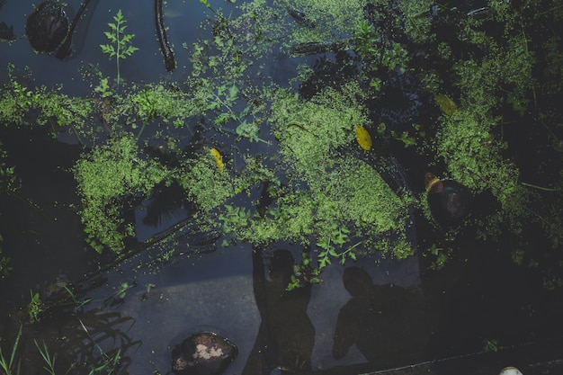 Top view of water plants