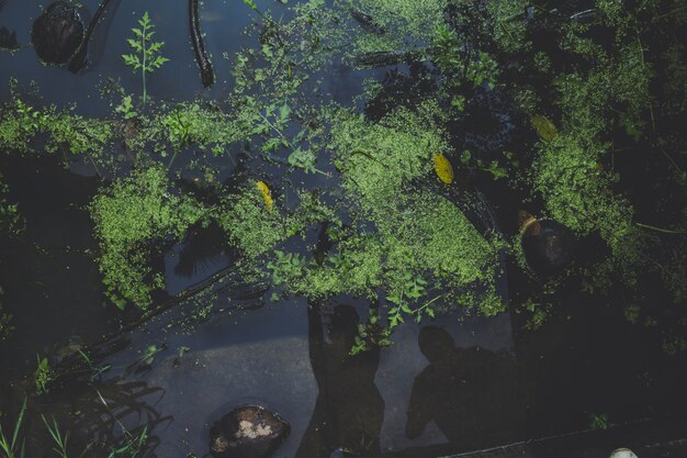 Top view of water plants