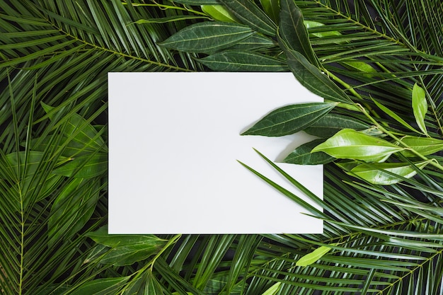 Top view of white blank page on green leaves