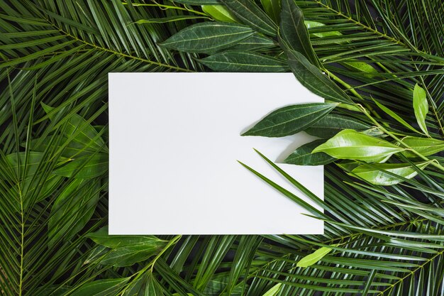 Top view of white blank page on green leaves