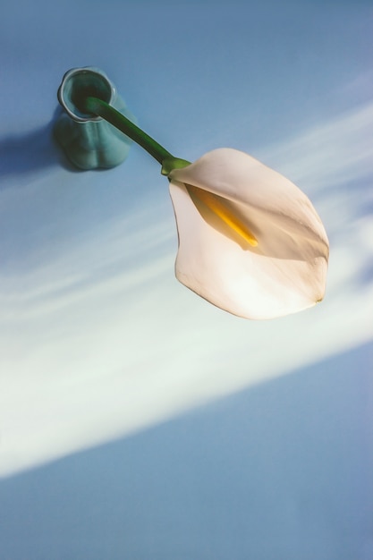 Foto gratuita vista dall'alto del fiore di calla bianco messo in un vaso di ceramica verde sotto la luce del sole