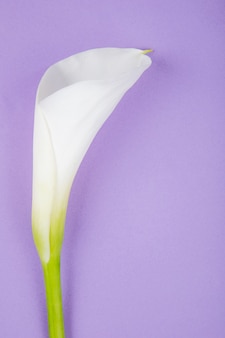 Top view of white calla lily isolated on lilac background