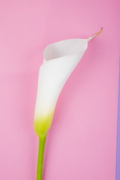 Top view of white calla lily isolated on pink background