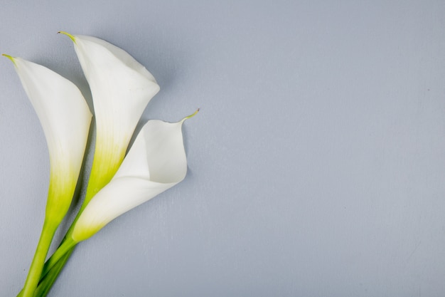 Top view of white color calla lilies isolated on grey background with copy space