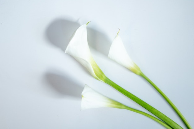 Top view of white color calla lilies isolated on white background