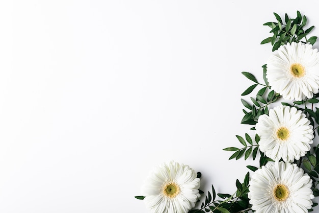 Top view of white daisies