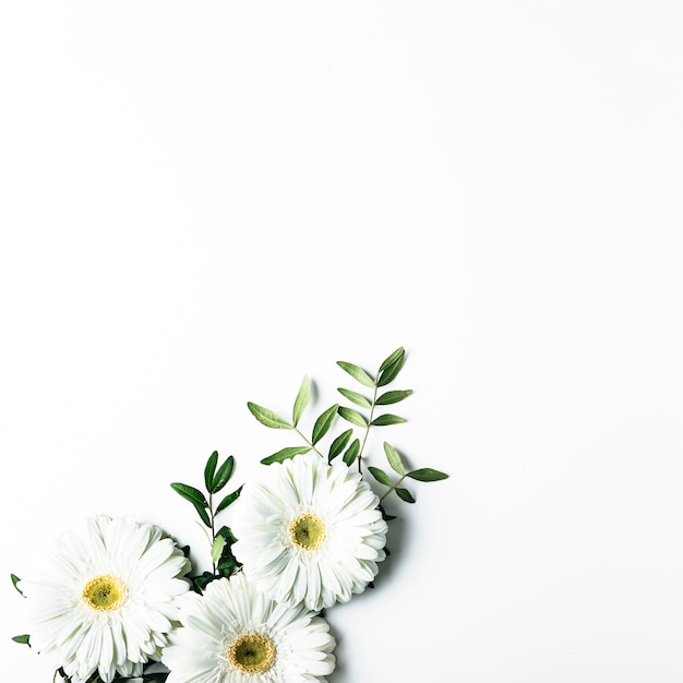 Free photo top view of white daisies