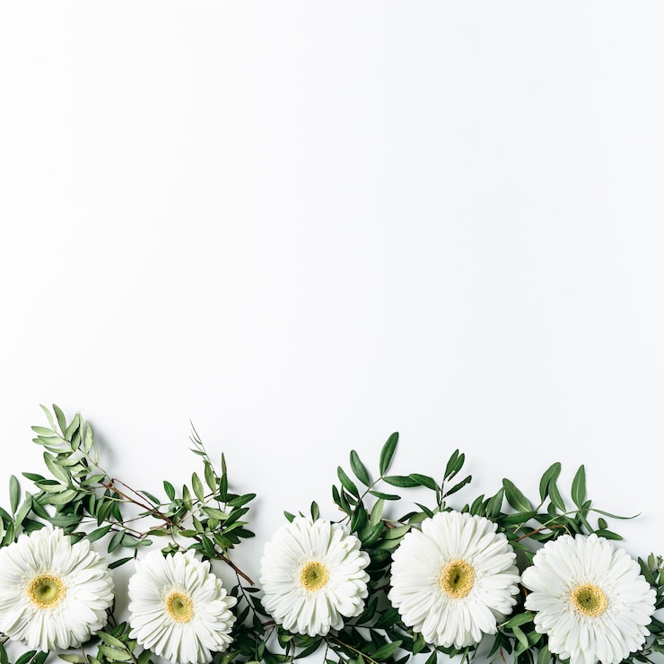 Free Photo top view of white daisies