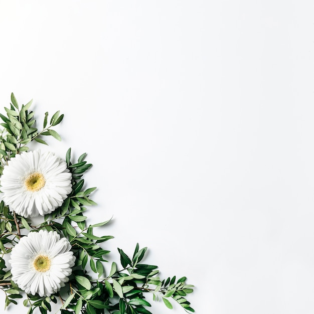 Top view of white daisies