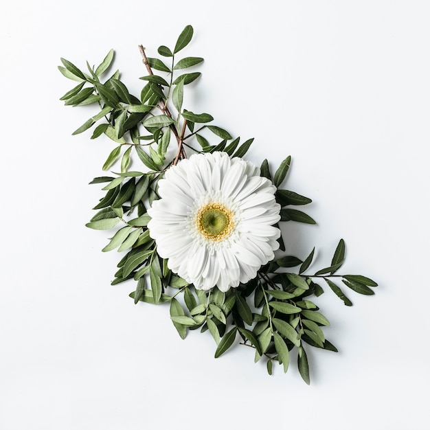 Top view of white daisy