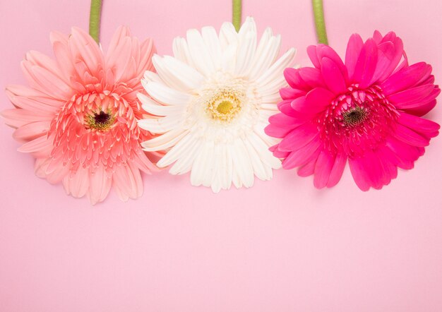 Top view of white pink and fuchsia color gerbera flowers isolated on pink background with copy space