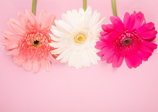 복사 공간와 분홍색 배경에 고립 된 흰색 분홍색과 자홍색 색 거베라 꽃의 상위 뷰