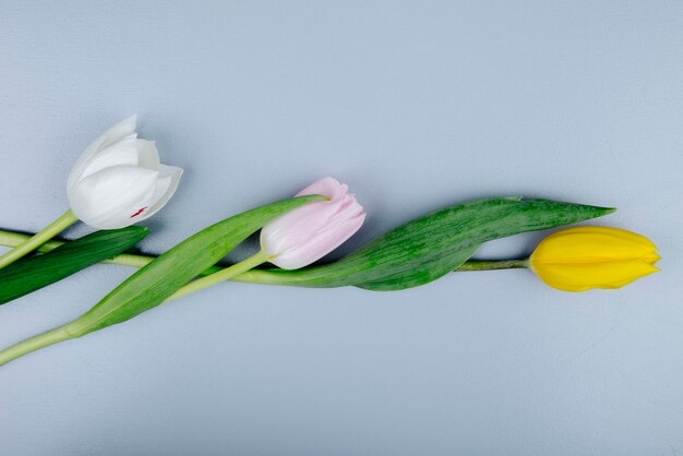 Top view of white yellow and pink color tulip flowers isolated on blue background