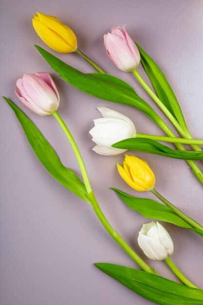 Top view of white yellow and pink color tulip flowers isolated on light purple background