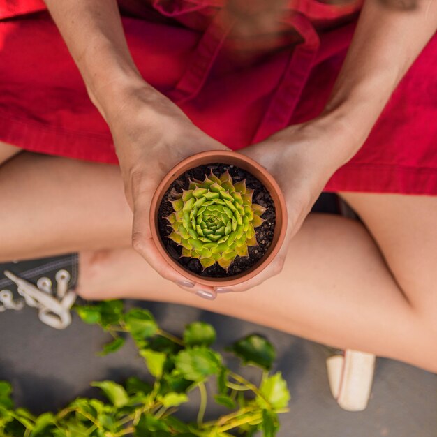 Top view woman holding a plant close-up