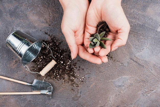 Top view of woman holding small plant