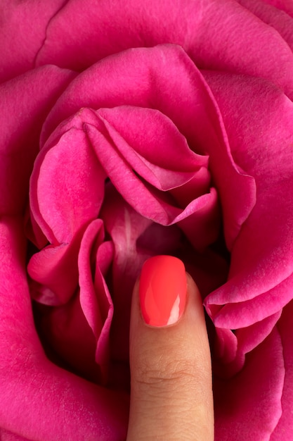 ピンクの花に触れるトップビュー女性