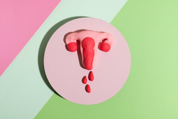 Top view women reproductive system