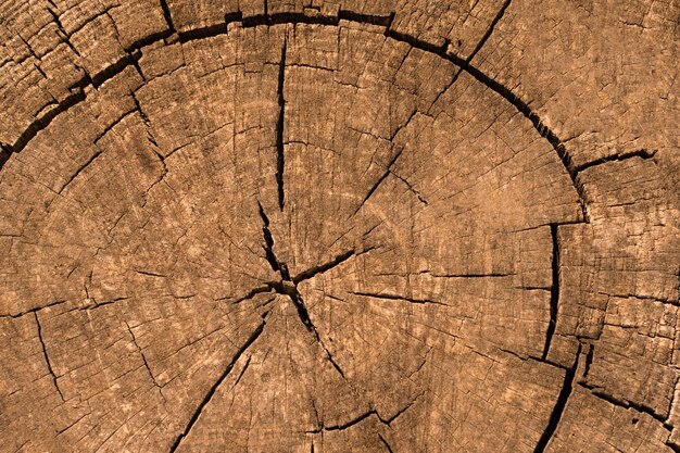 Top view of wooden texture