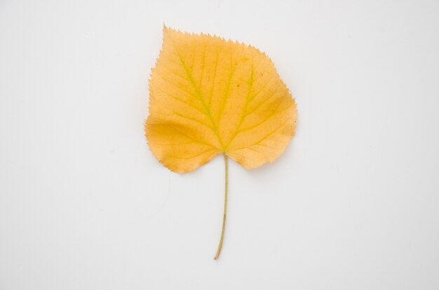 Top view yellow autumn leaf