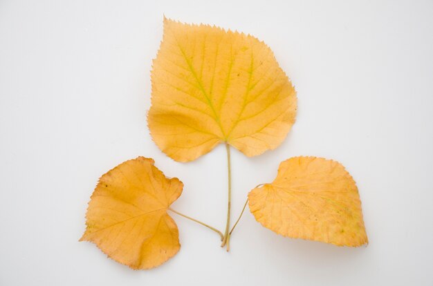 Top view yellow autumn leaves