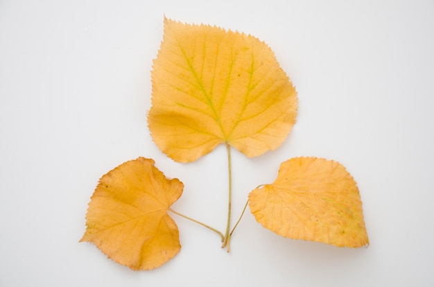 Top view yellow autumn leaves