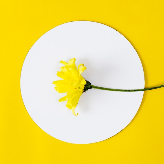 Top view yellow flower with circle