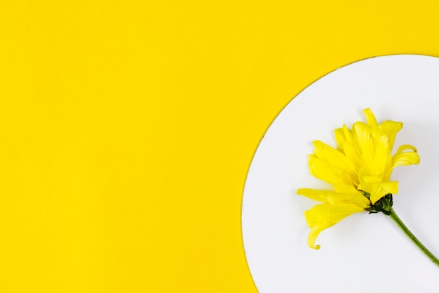 Foto gratuita fiore giallo di vista superiore con copyspace