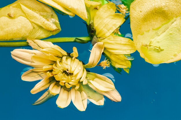 Top view yellow flowers and petals in water close-up