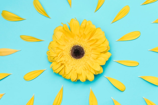 Free photo top view yellow gerbera