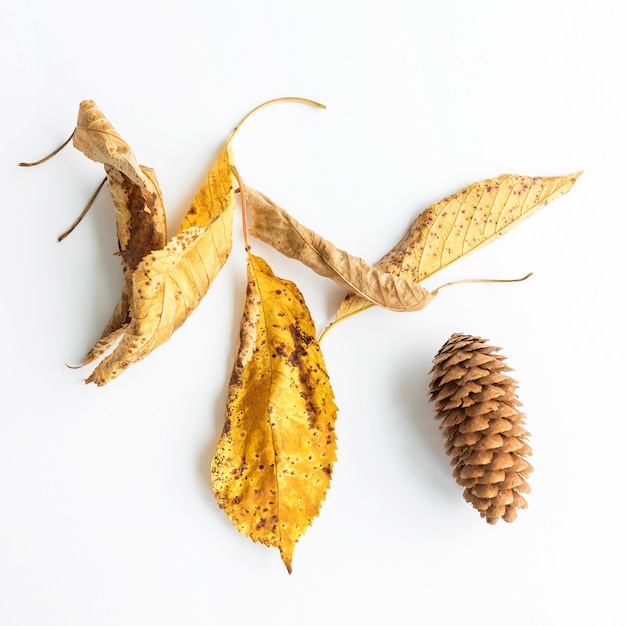 Top view yellow leaves with cone arrangement 