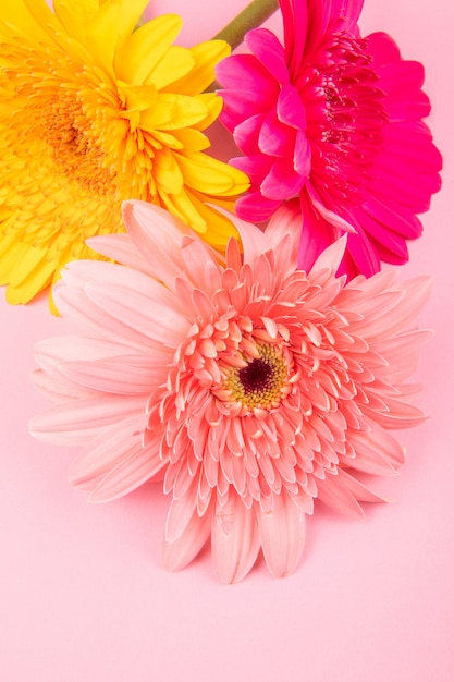 Top view of yellow pink and fuchsia color gerbera flowers isolated on pink background