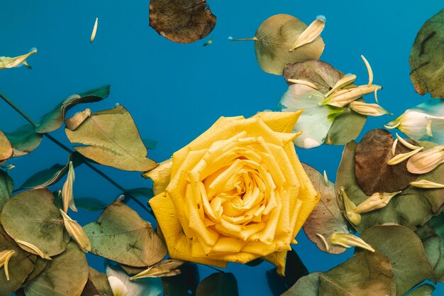 Top view yellow rose and leaves in water with copy space