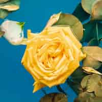 Free photo top view yellow rose in water close-up