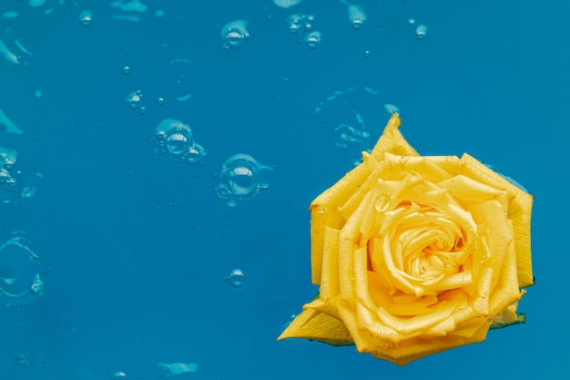 Вид сверху желтая роза в воде с копией пространства