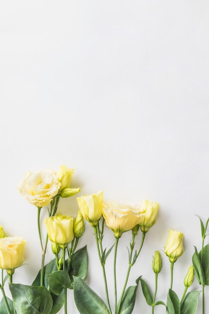 Top view of yellow roses